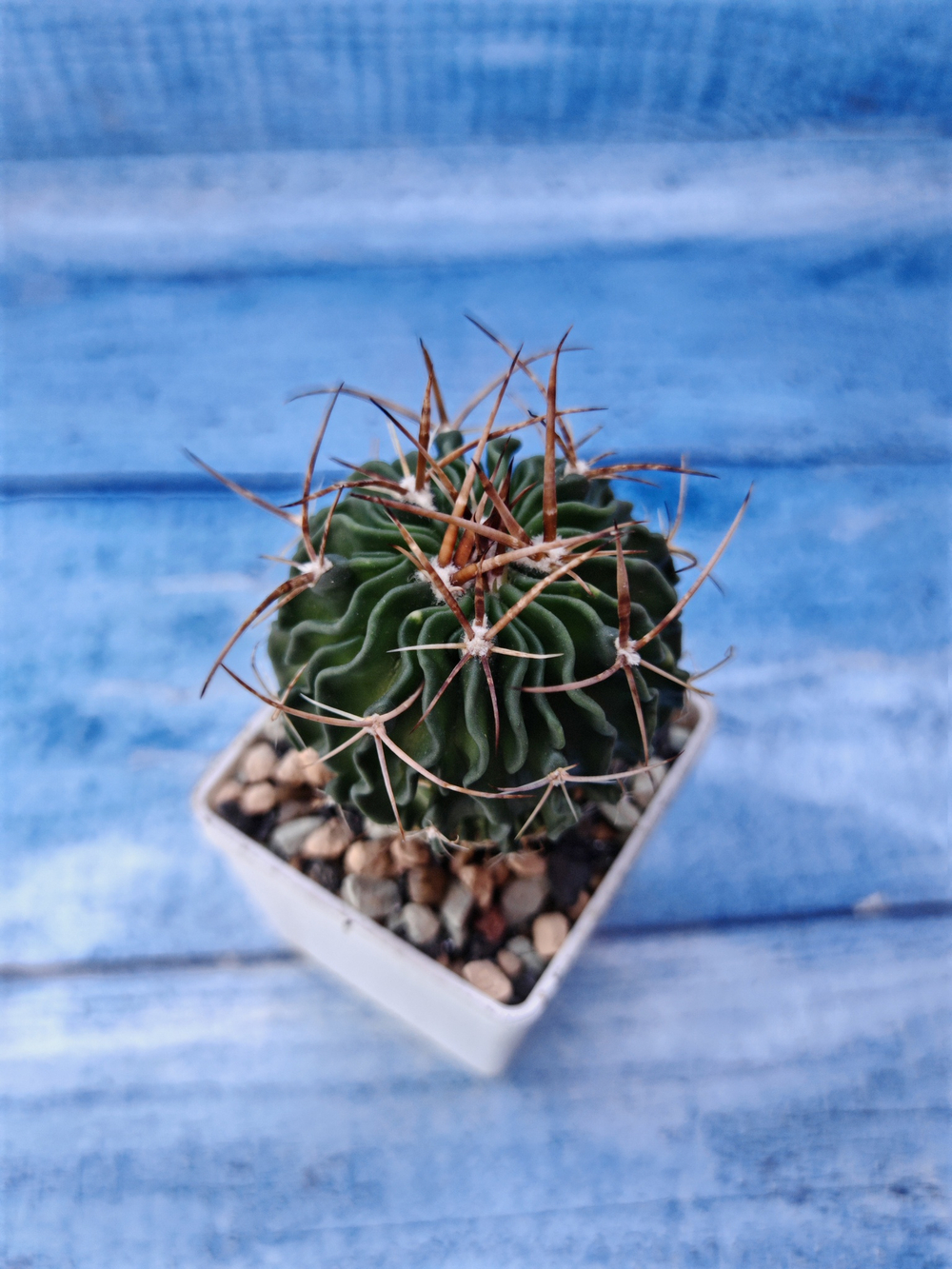 Echinofossulocactus Multicostatus (Эхинофоссулокактус)