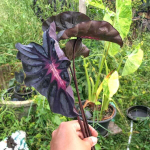 Колоказия PURPLE STAR