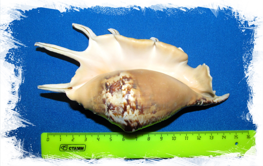 Ламбис Тигровый 13 - 17см