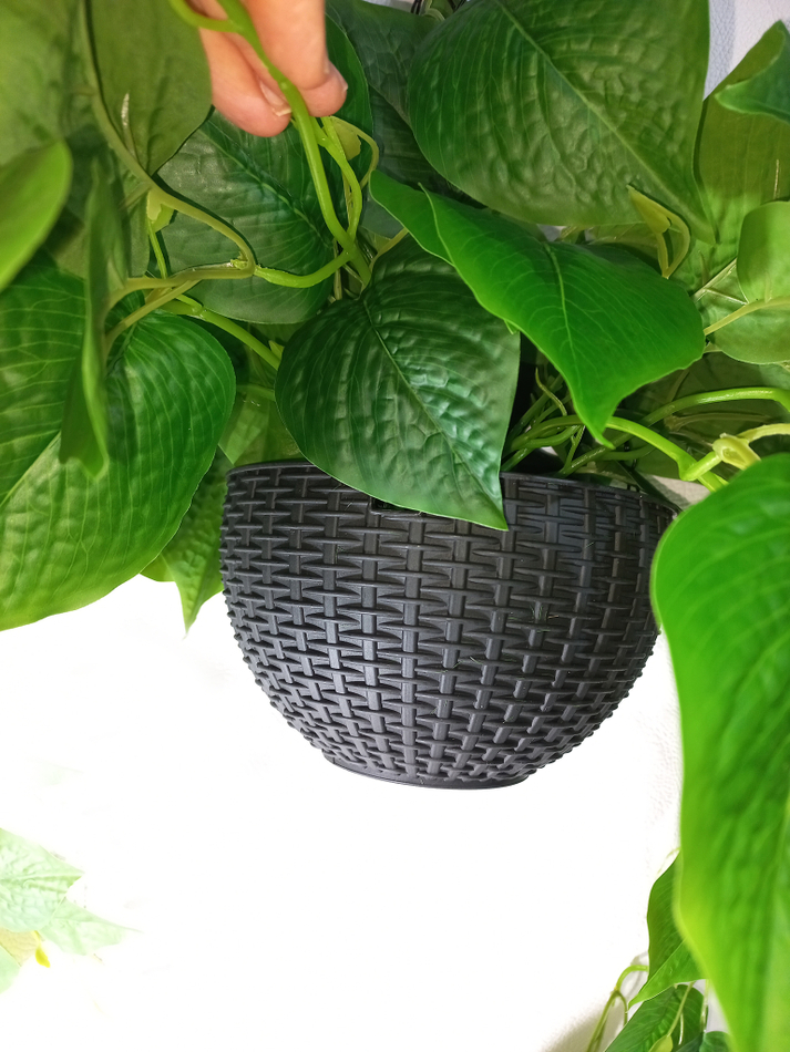 Филодендрон в подвесном кашпо