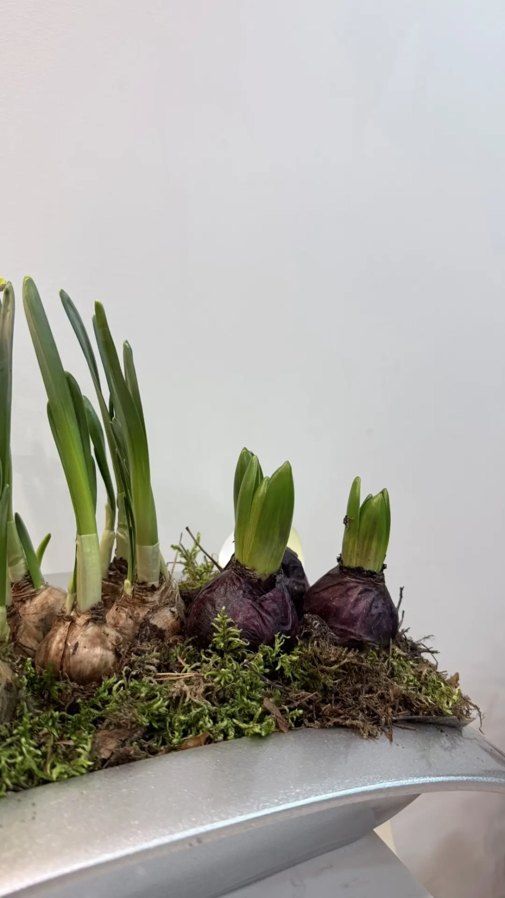 Композиция из луковичных первоцветов в кашпо