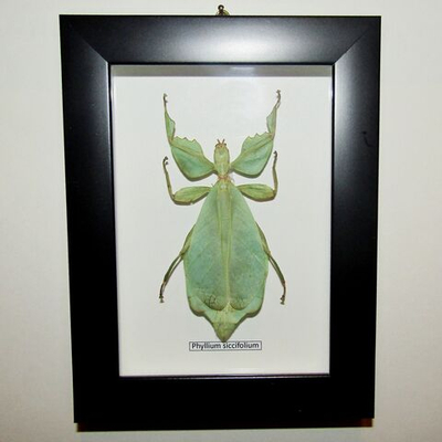 Палочник листовидный в рамке