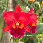 Орхидея ринхолелиокаттлея RLC. NAKORNCHAISRI RED