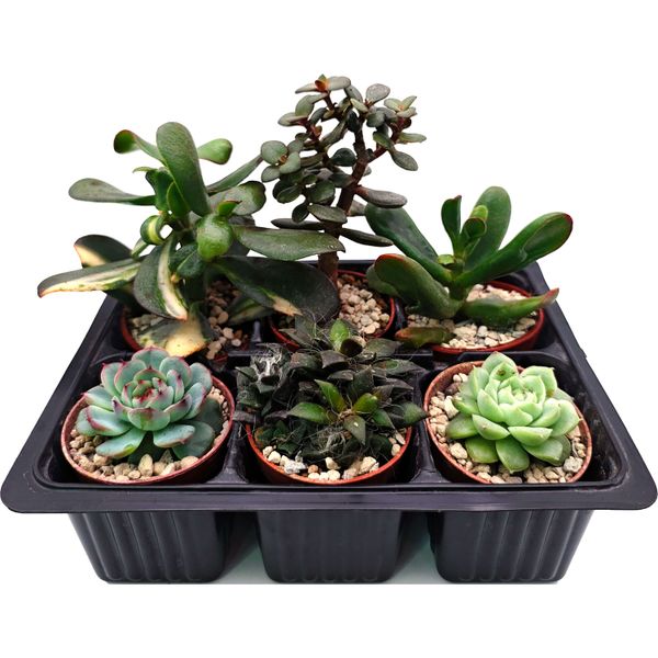 Набор суккулентов D5 №35297