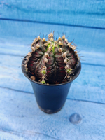 Gymnocalycium T-Rex Pink hybrid (Гимнокалициум)