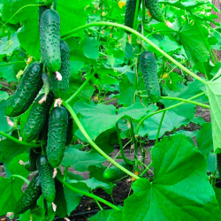 Огурец Барвина F1, Nunhems