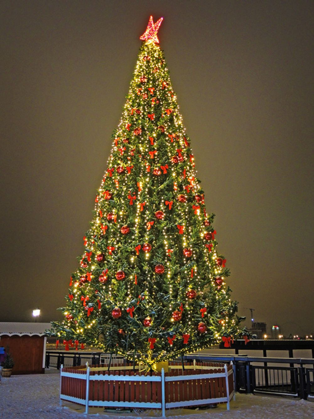 уличная ель  ствольная