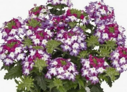 ЕВРО Вербена Verbena Wicked Burgundy укор черенок