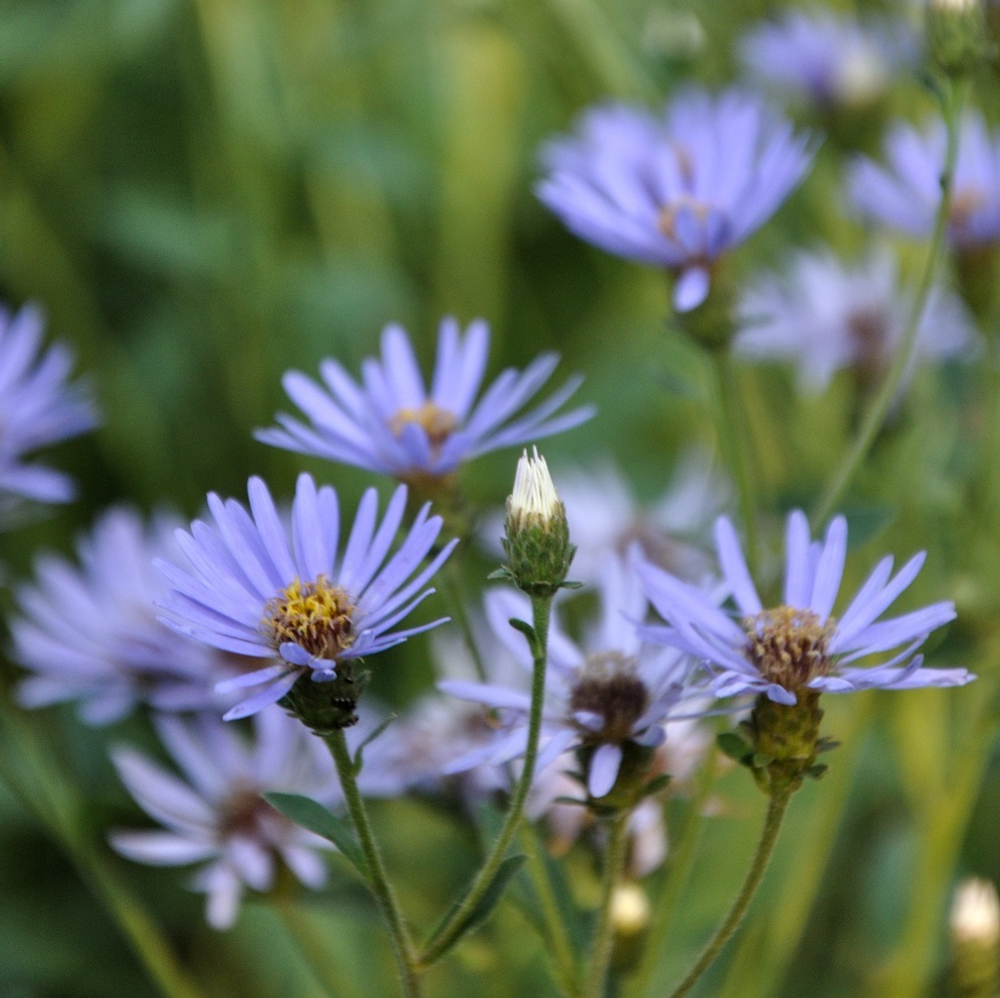 Астра крупнолистная "Twilight". Aster macrophyllus "Twilight".