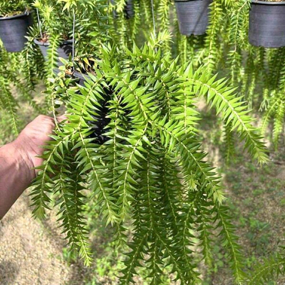 Хуперция H.PHLEGMARIA BIG LIPS