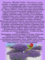 Петуния Бланкет Виолет