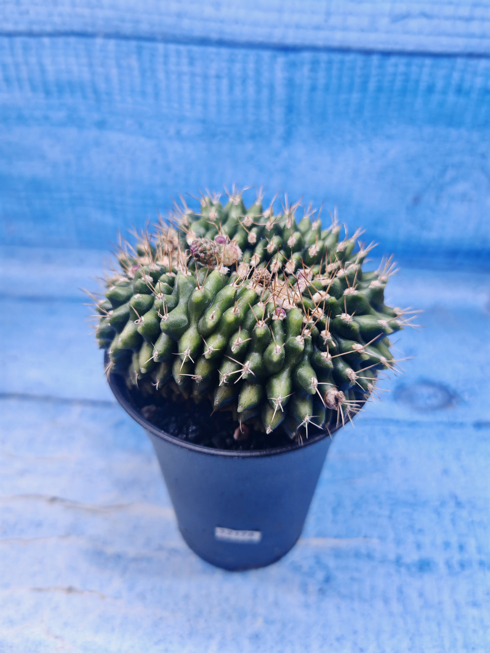 Gymnocalycium Spineless Crested form (Гимнокалициум)