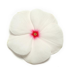 Катарантус Пацифика Полька Дот (100шт) Витагрин Профи