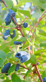 Жимолость Динозаврик