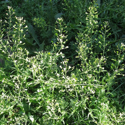 фотография пастушьей сумки-adonnis.ru