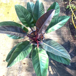 Филодендрон IMPERIAL RED