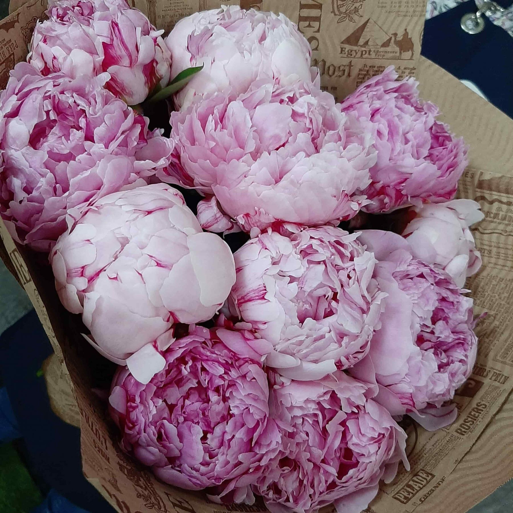 Букет пионов «11 пионов Сара Бернар»