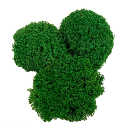 Лишайник купольный 500 гр.