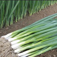 КАЙГАРО семена лука на перо (Enza Zaden | Alexagro)