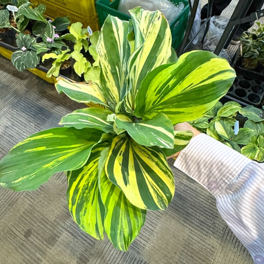 Кемпферия 04 SUN RAY (Н134)