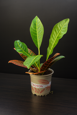 Кротон (Codiaeum variegatum)