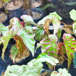 Бегония PINK  SPOT