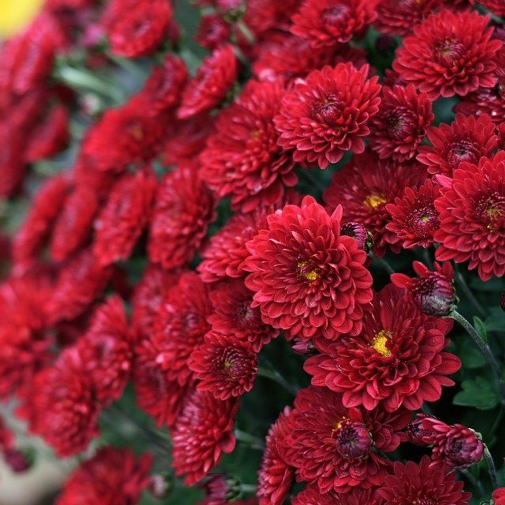 Хризантема мультифлора кустовая Branhill