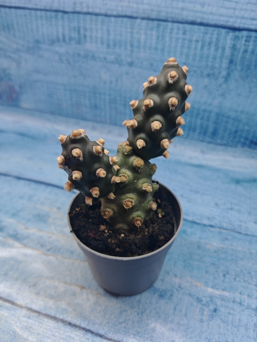 Tephrocactus Molinensis (Тефрокактус)