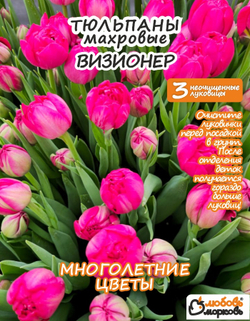 Тюльпан Луковица, Визионер, 3+шт