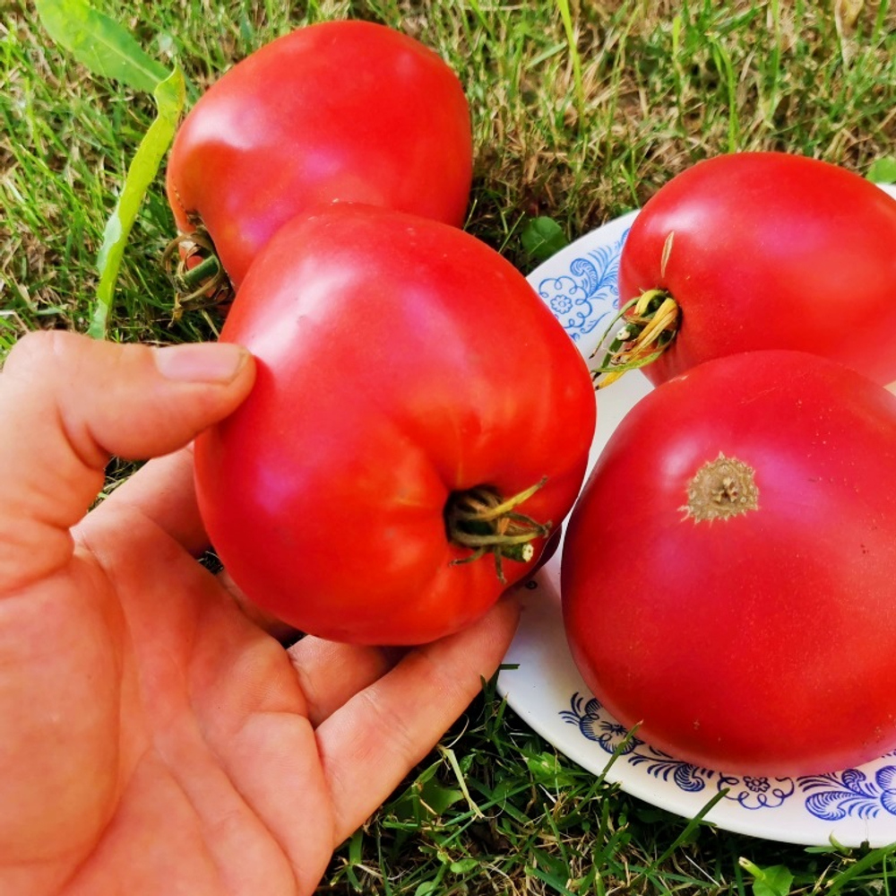 Помидоры - Женское Сердце