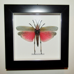 Кузнечик Phymateus в рамке