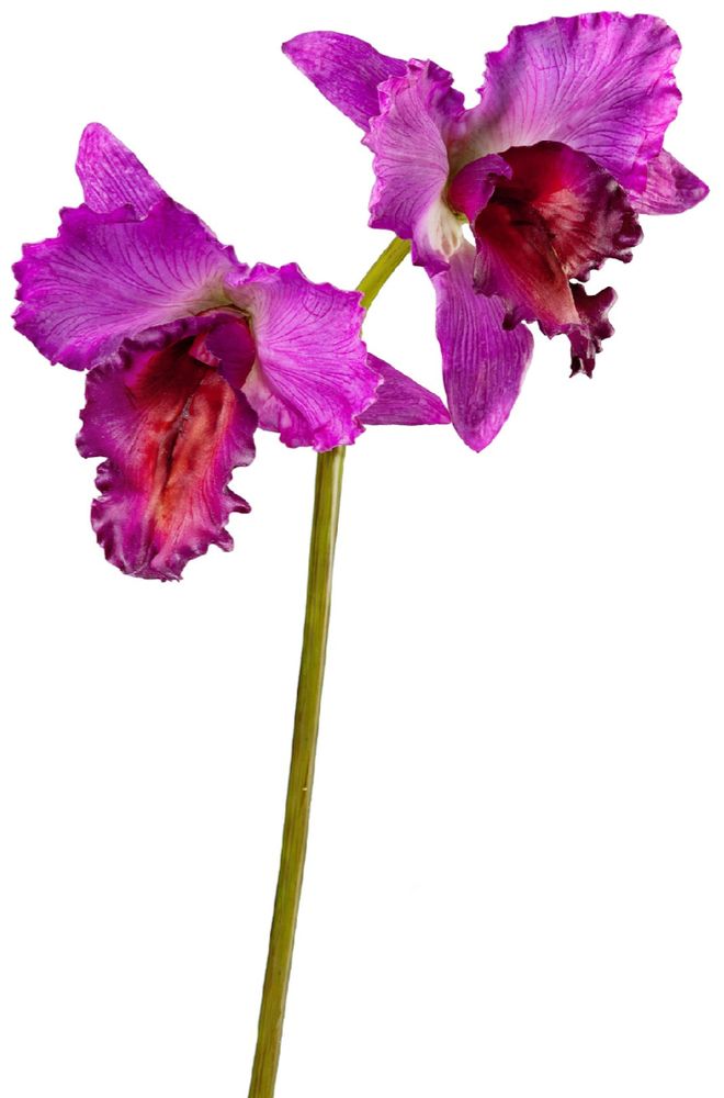 Орхидея Каттлея крупная темно-сиреневая, в-42 см