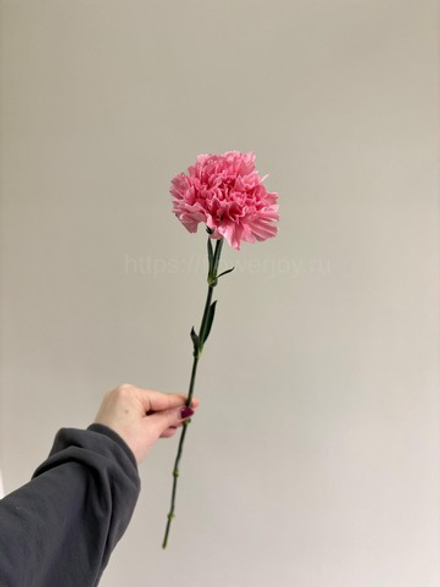 Гвоздика (диантус)
