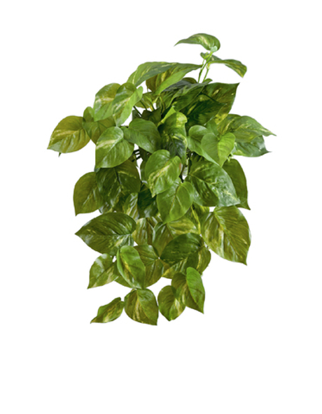 Потос крупнолистный ампельный малый