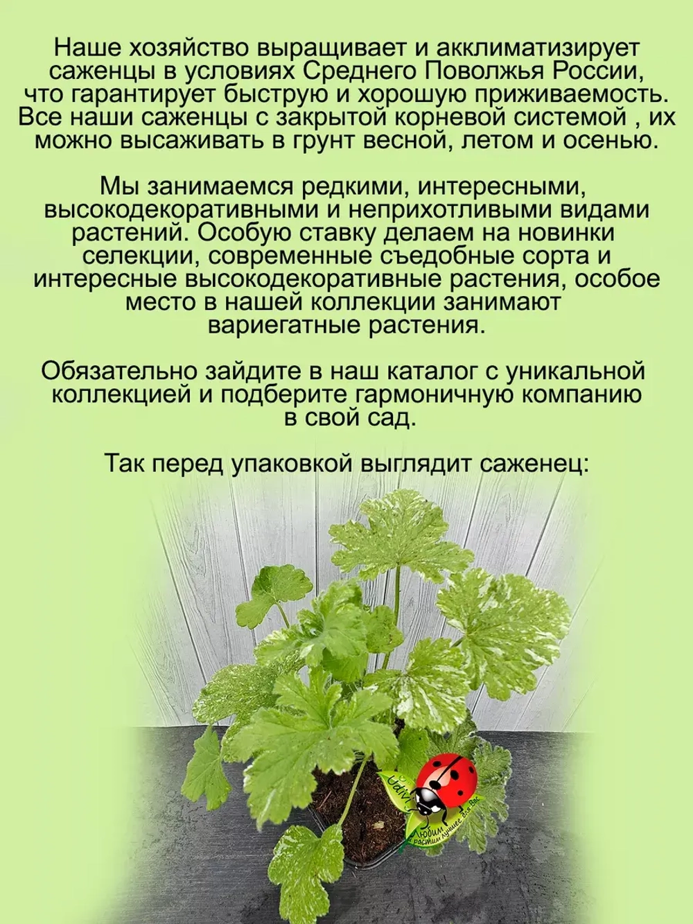 Пеларгония Две снежинки пёстролистная аромат розы