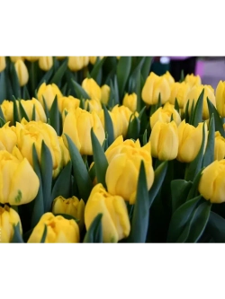 Тюльпаны пионовидные ,луковицы сорт LIMOUSINE желтые (4шт)