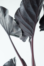 Alocasia Antoro Velvet — изящная алоказия с почти чёрной листвой и бархатной текстурой. Идеальный акцент для коллекции и интерьера с характером.