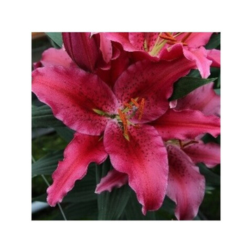 Лилия Уан Лов