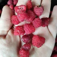 Малина свежая (Россия) / 450 гр