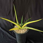 Сансевиерия DOWNSII VAR