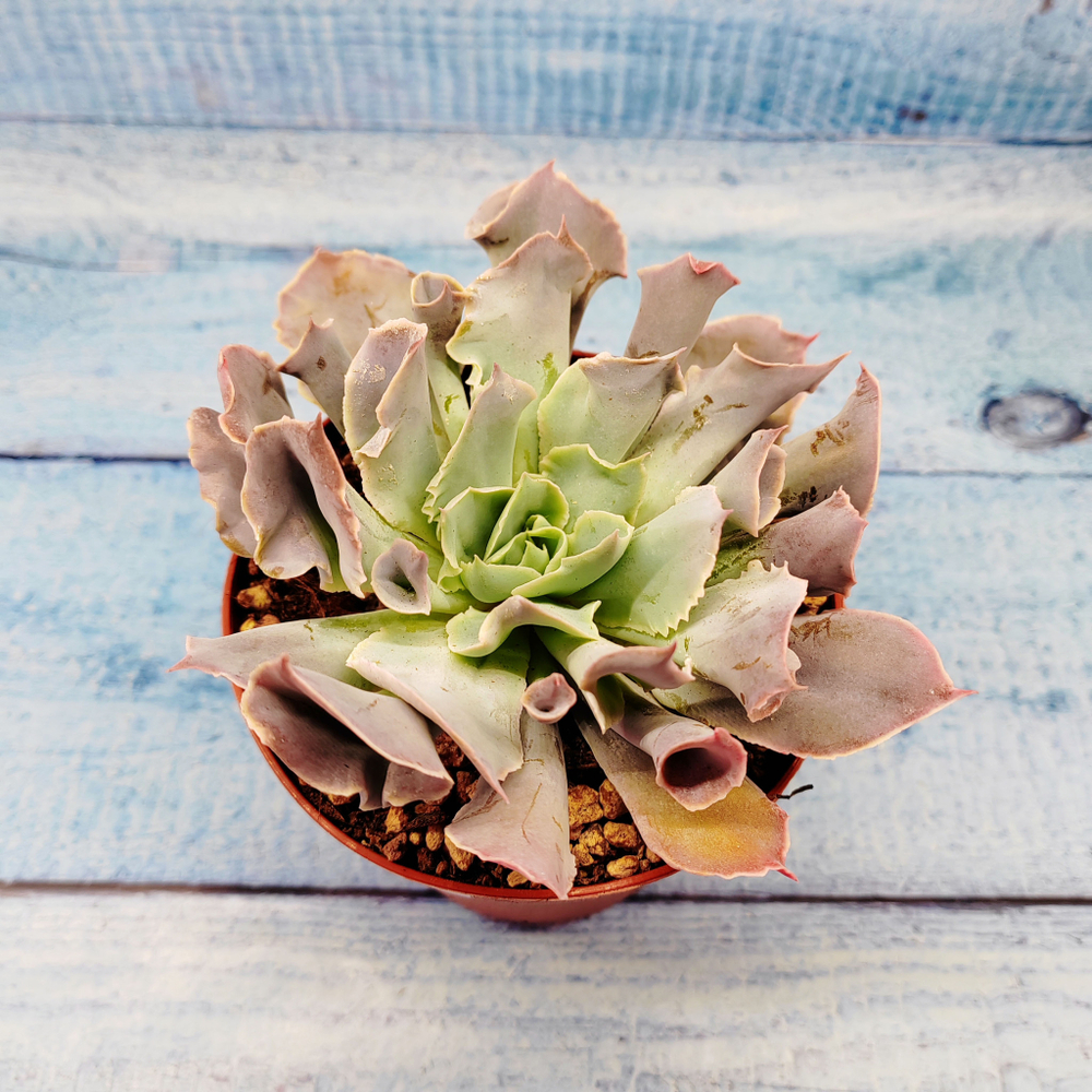 Echeveria Trumpet Pinky (Эхеверия)