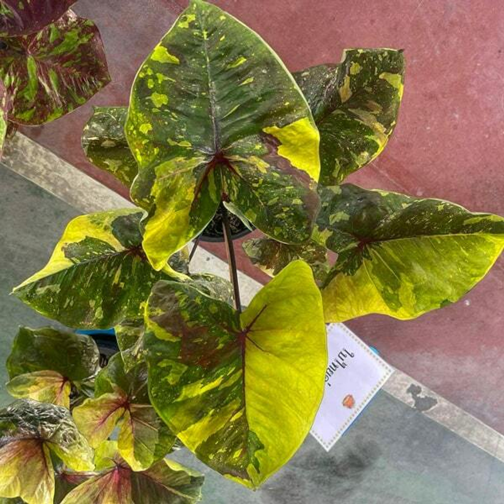 Каладиум GOLDEN GREEN (P10)