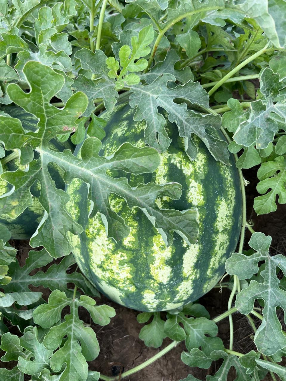 Эркен F1 семена арбуза ( Yuksel Tohum / )