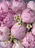 Букет 15шт розовых пионов с ромашками