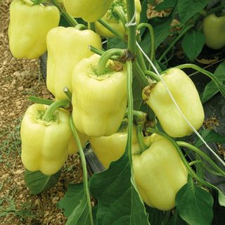 Перец сладкий Ведрана F1 1000 (семян)