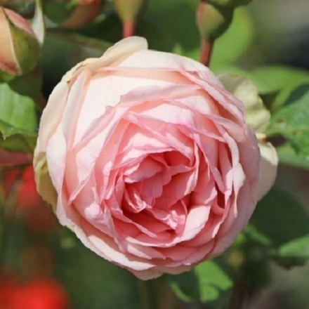 Роза чайно-гибридная Charming Piano