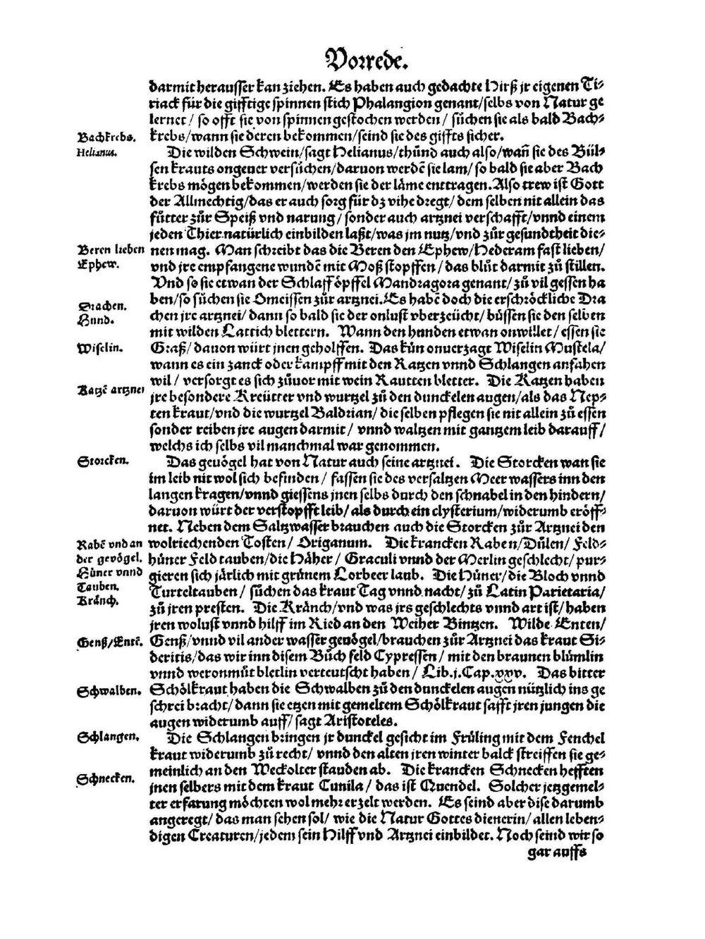 Kreuter Buch darinn underscheidt Namen unnd Wurckung der Kreutter, Stauden | Hieronymus Bock; Josias Rihel