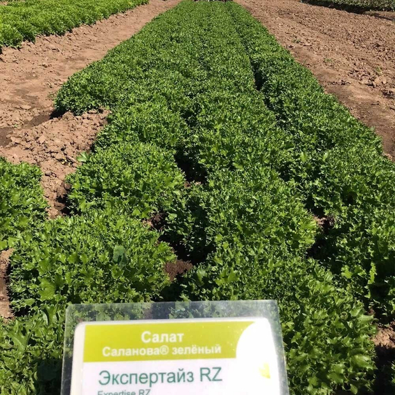 Экспертайз семена салата хрустящего с сильно рассеченным листом (Rijk Zwaan /ALEXAGRO) культура – фото 4
