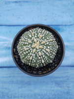 Astrophytum Asterias (Астрофитум)
