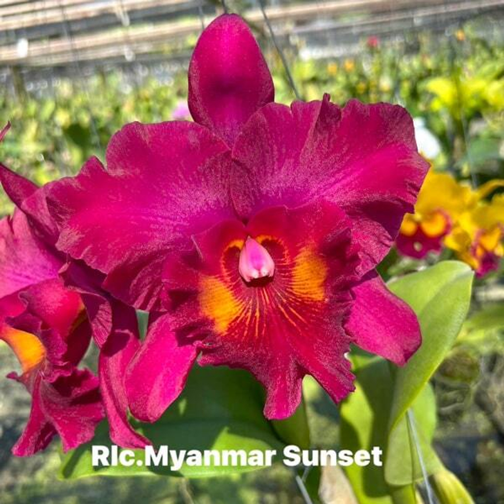 Орхидея ринхолелиокаттлея RLC. MYANMAR SUNSET